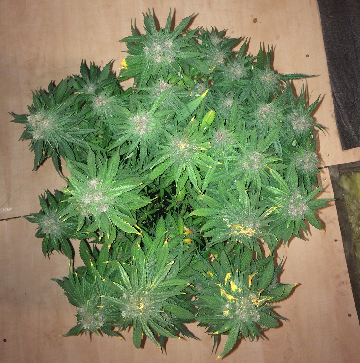 Day 66 Plant 2-1.jpg