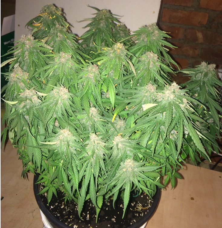 Day 66 Plant 2-2.jpg