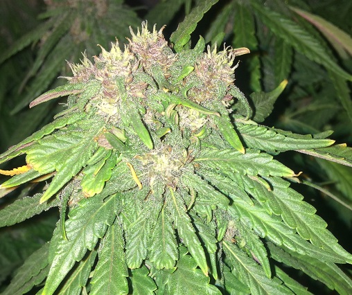 Day 66 Plant 2-3.jpg