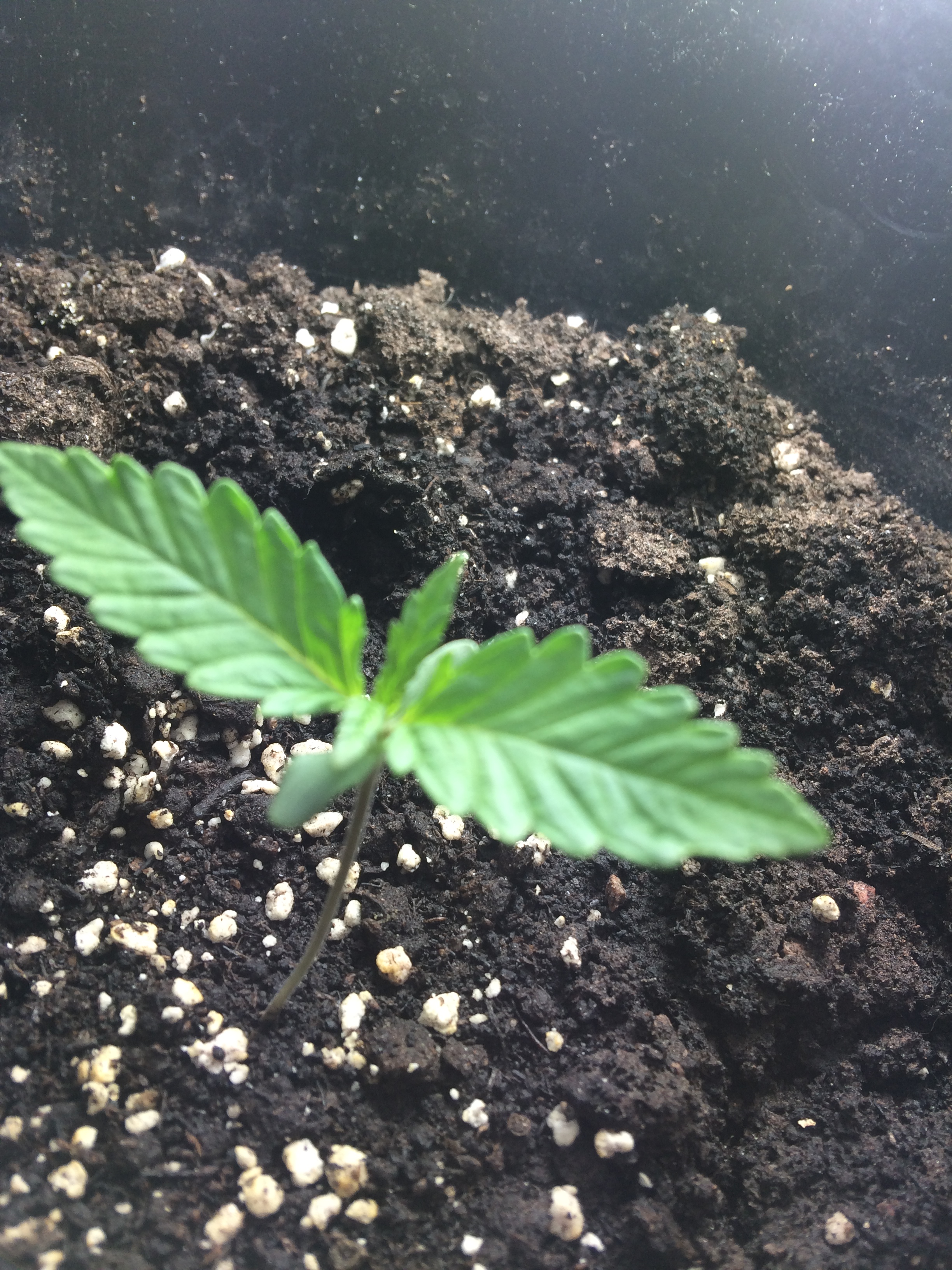 Day 7 Plant 1-1.jpg