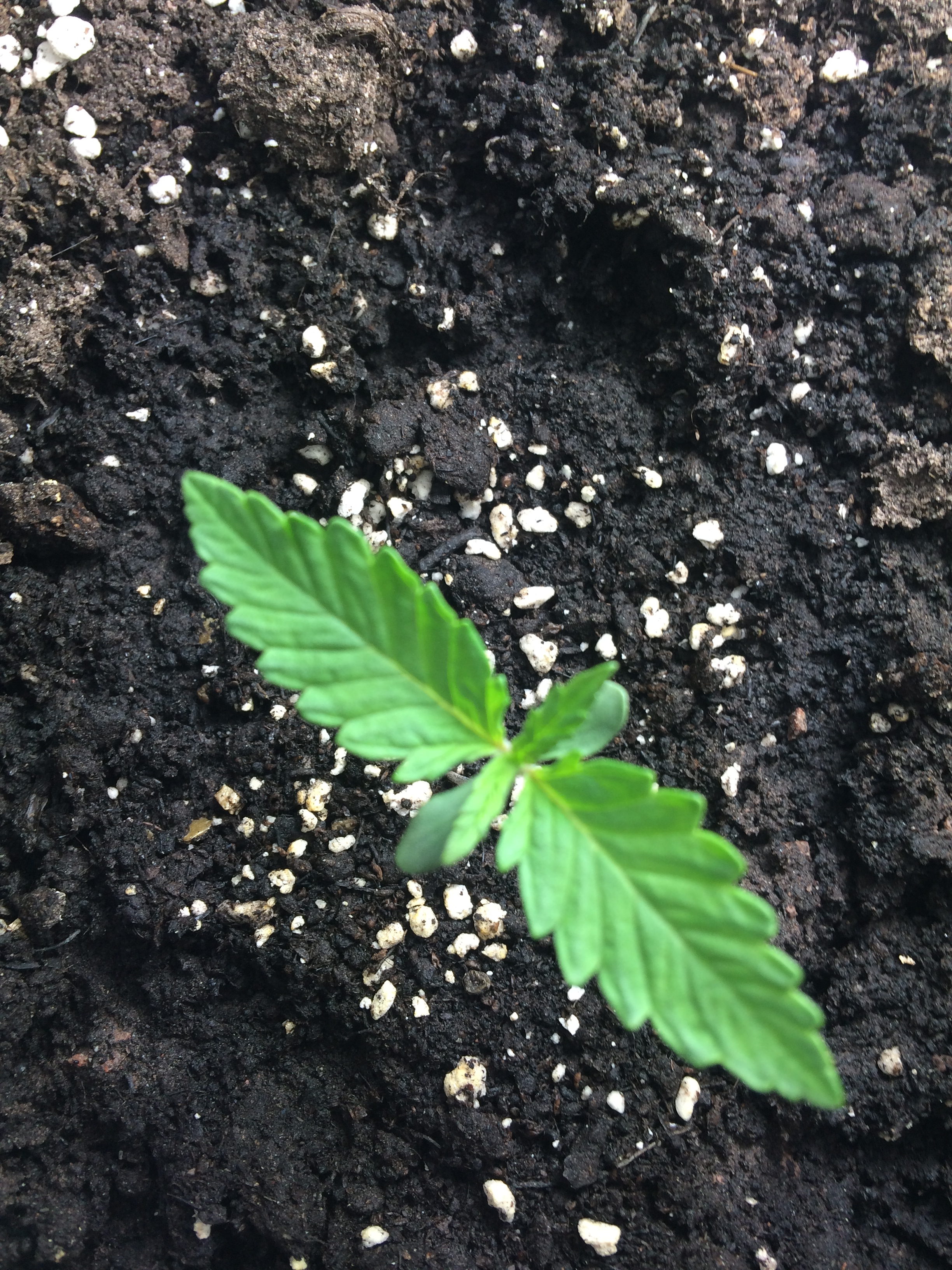 Day 7 Plant 1-2.jpg