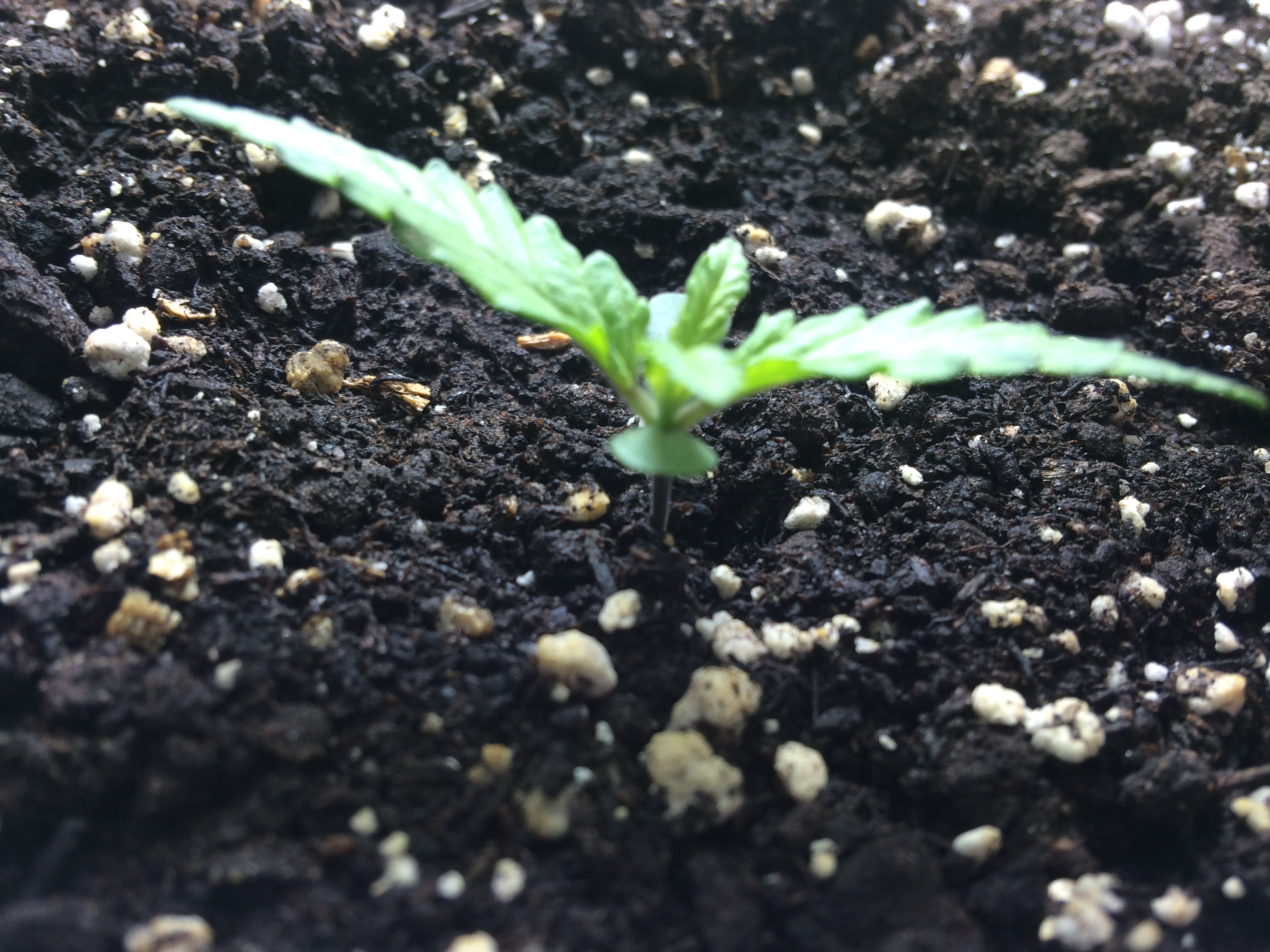 Day 7 Plant 2-1.jpg