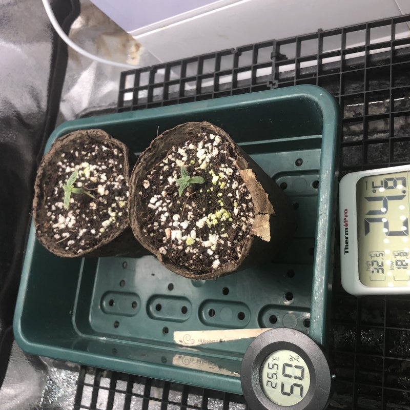 day 7 seedlings.JPG