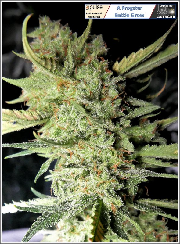 day-70-gsc-plant-2-jpg.1044126