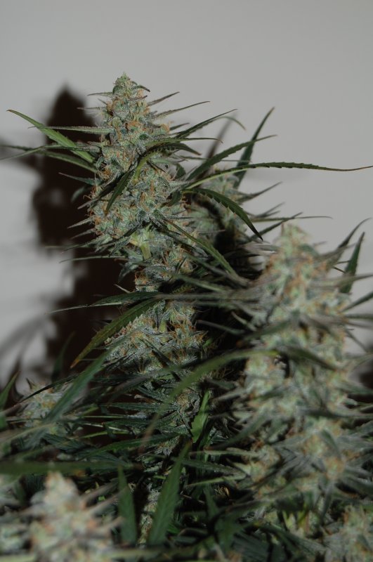 Day 70 Lambs Breath Closeup.jpg