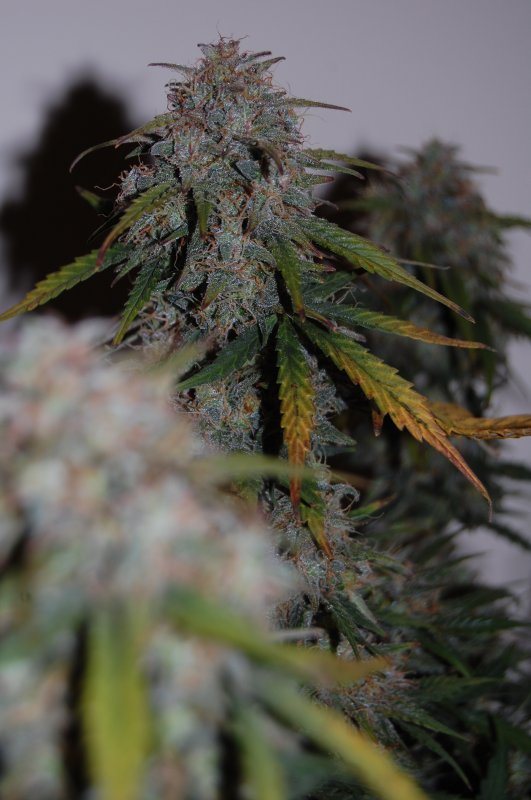 Day 70 NYC Diesel Closeup.jpg