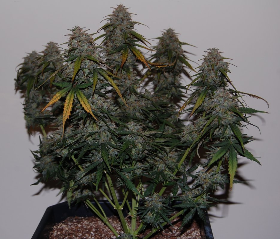 Day 70 NYC Diesel Solo.jpg