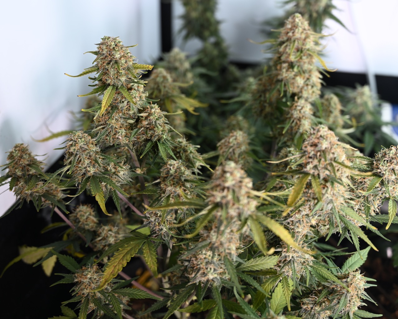 Day 70 pre harvest - 10.jpg