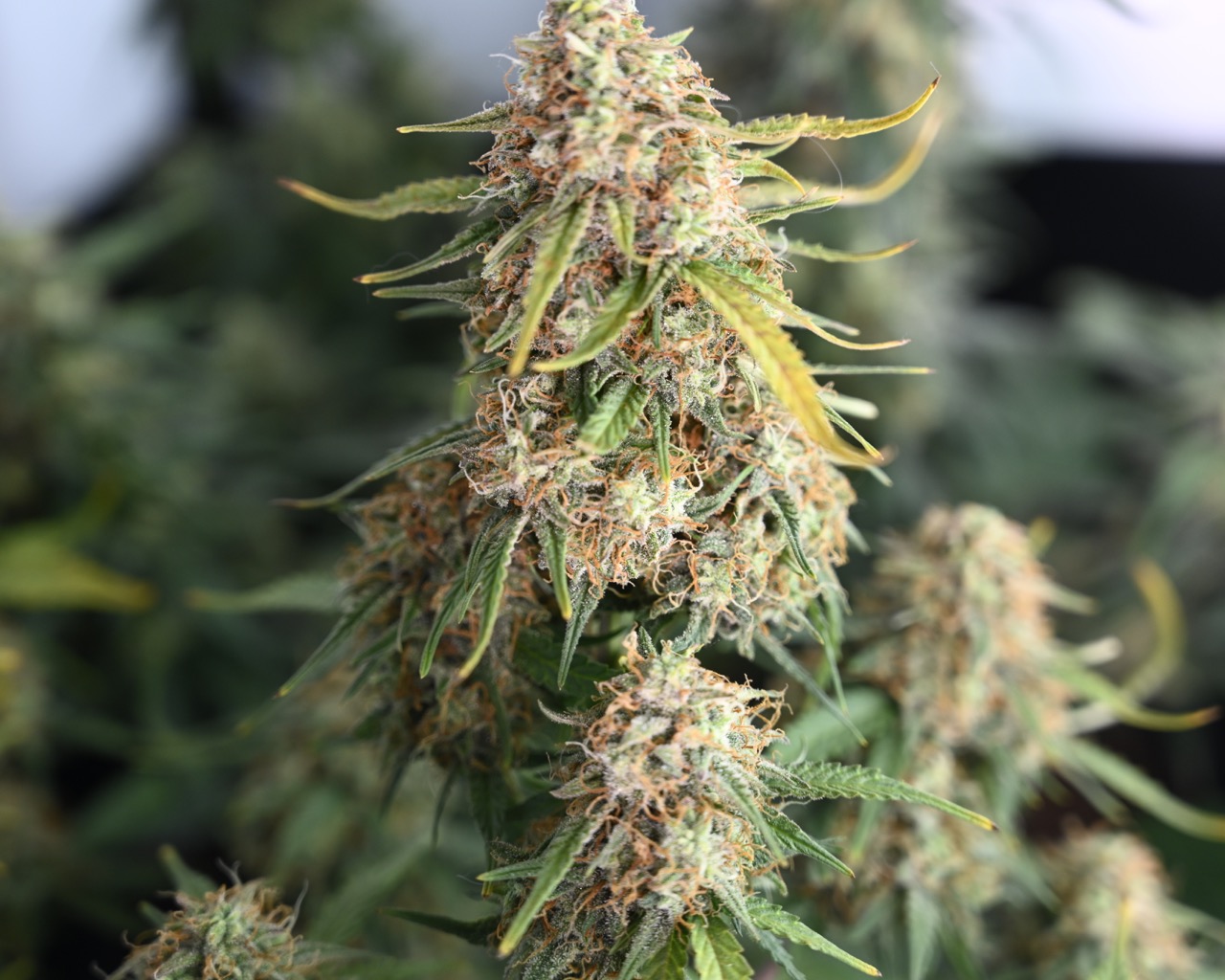 Day 70 pre harvest - 9.jpg