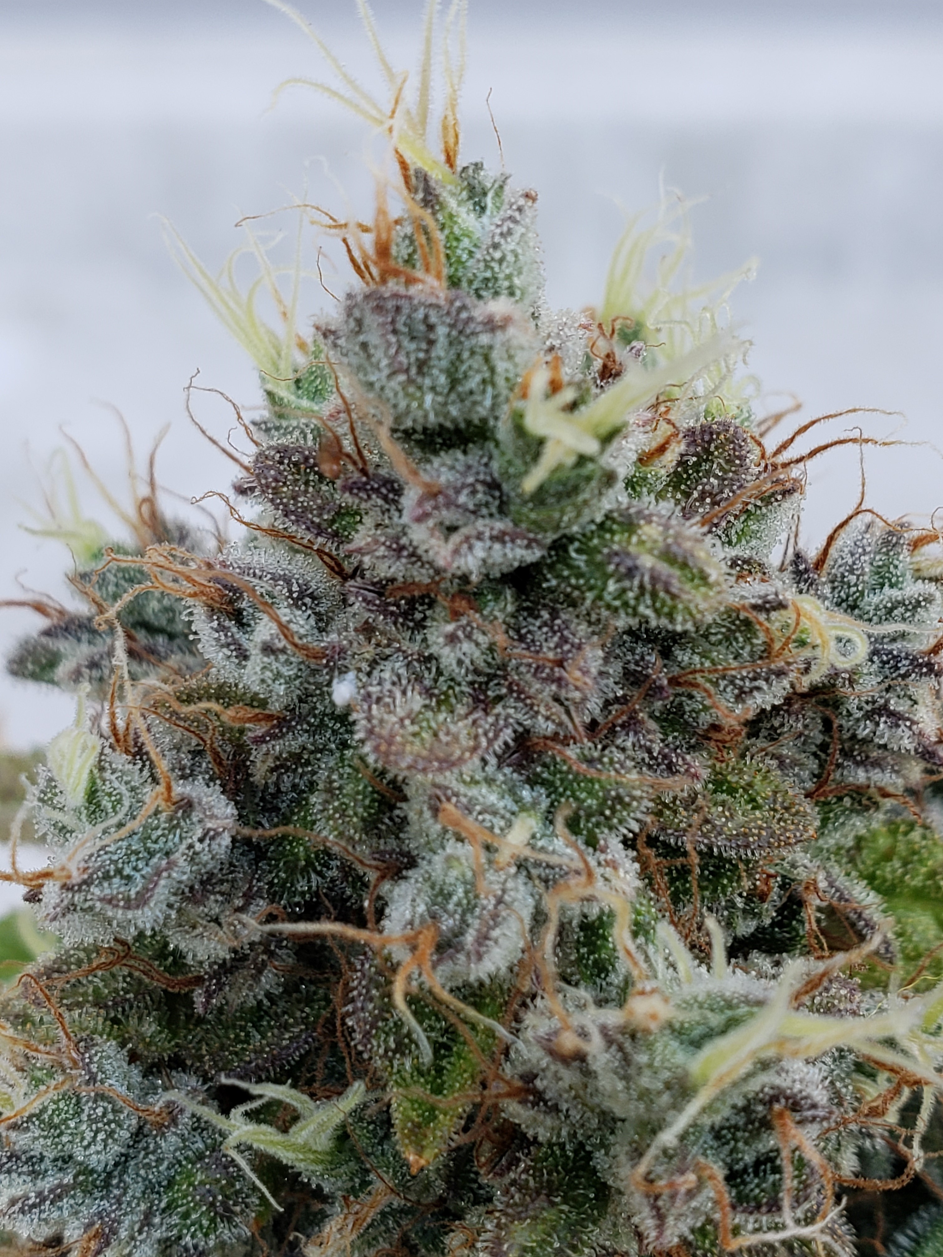 Day 74 - Chop Day - Frosted Cookies - (9).jpg