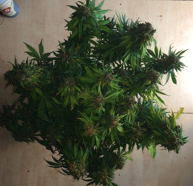 Day 76 Plant 1-1.jpg