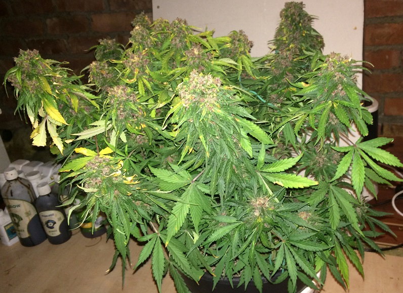 Day 76 Plant 1-4.jpg