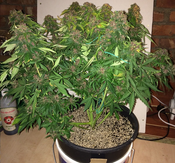 Day 76 Plant 1-5.jpg