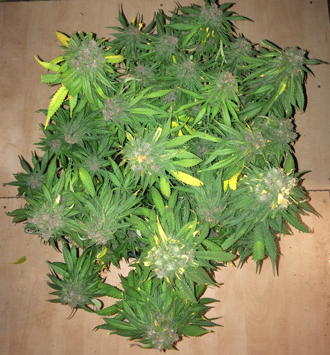 Day 76 Plant 2-1.jpg