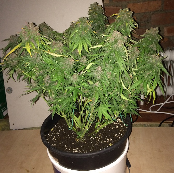 Day 76 Plant 2-2.jpg