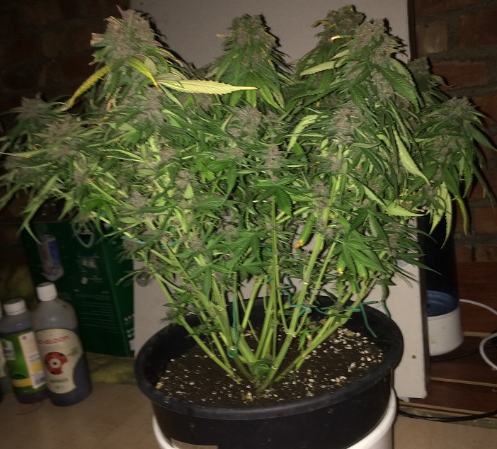 Day 76 Plant 2-3.jpg