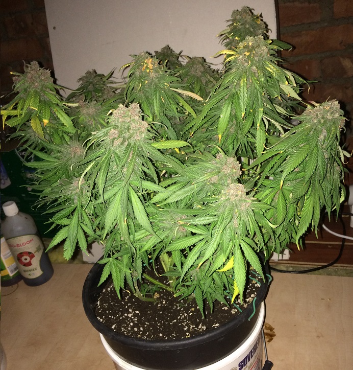 Day 76 Plant 2-4.jpg