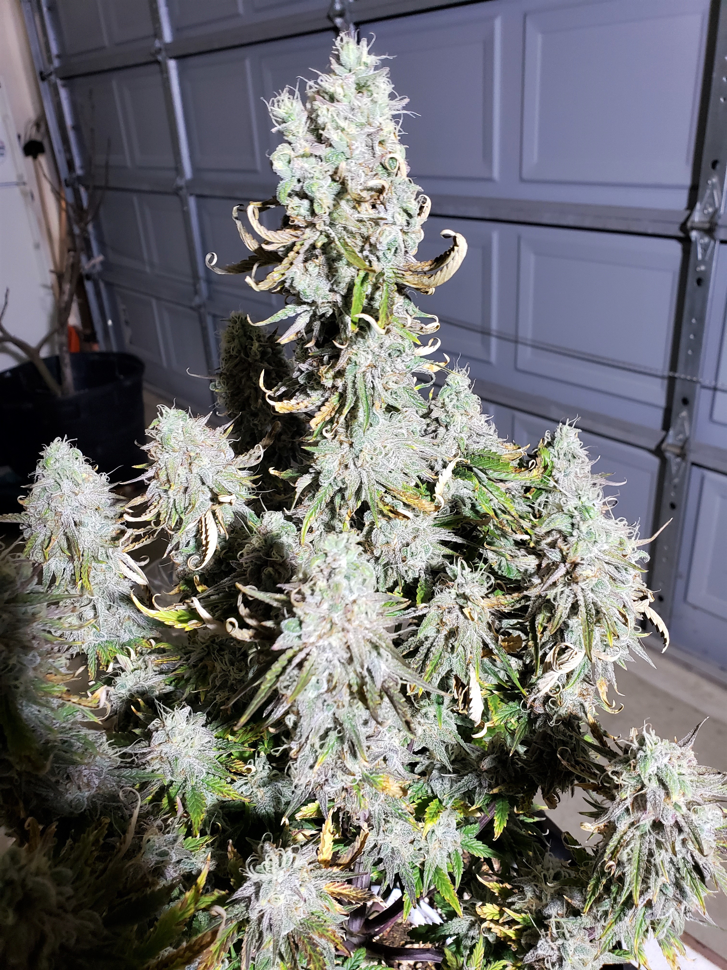 Day 77 - Grape Slurricane - Chop Day - (10).jpg