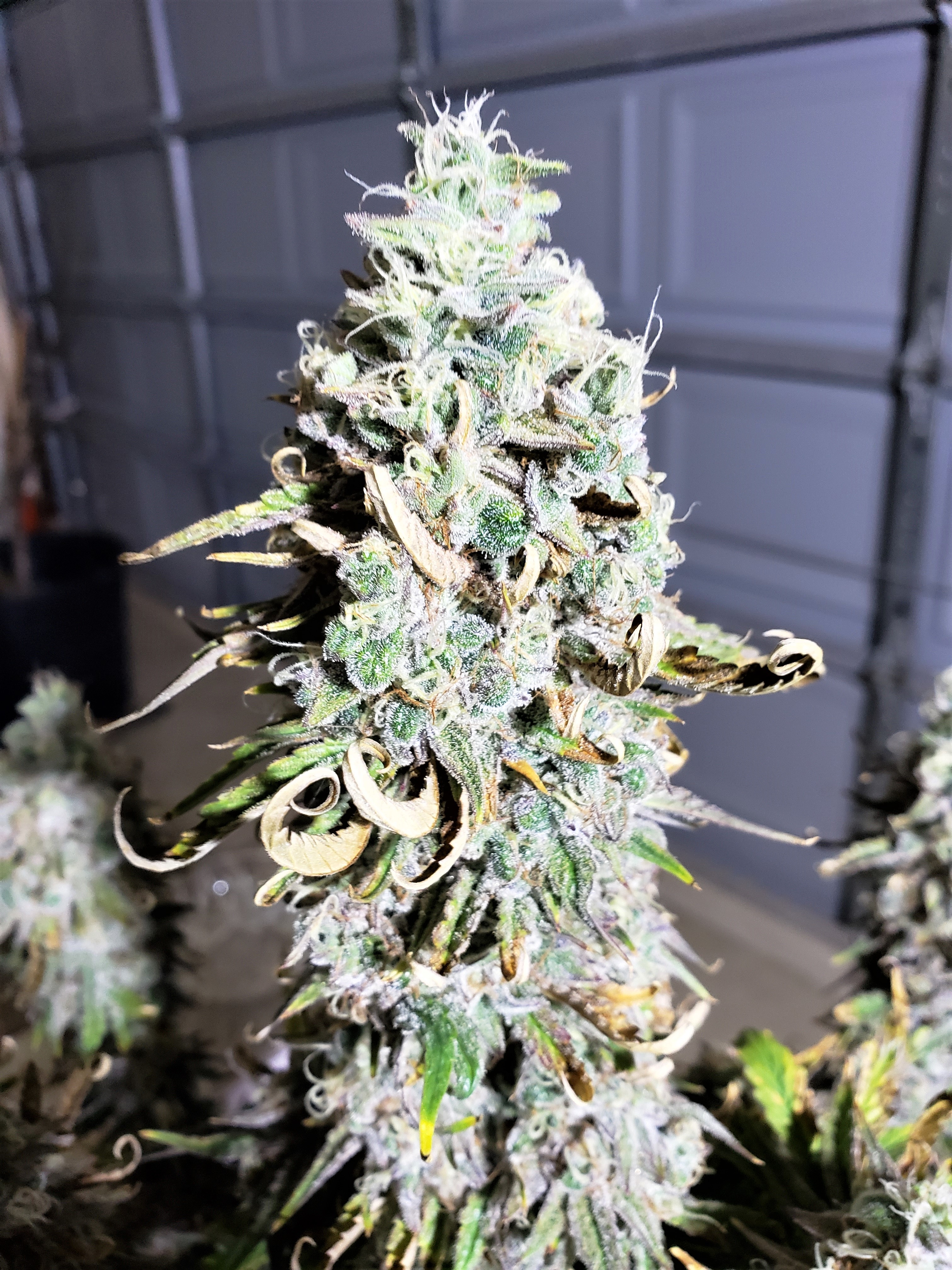 Day 77 - Grape Slurricane - Chop Day - (12).jpg