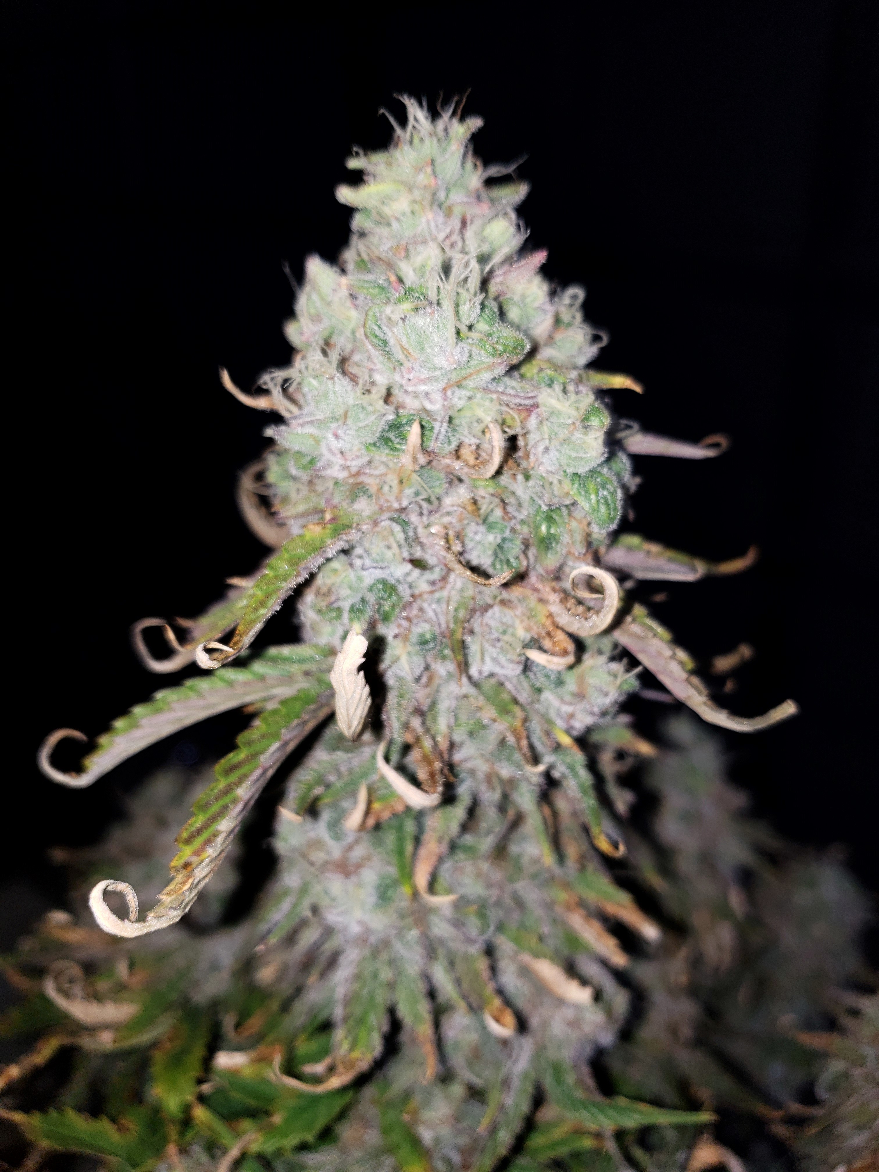 Day 77 - Grape Slurricane - Chop Day - (2).jpg