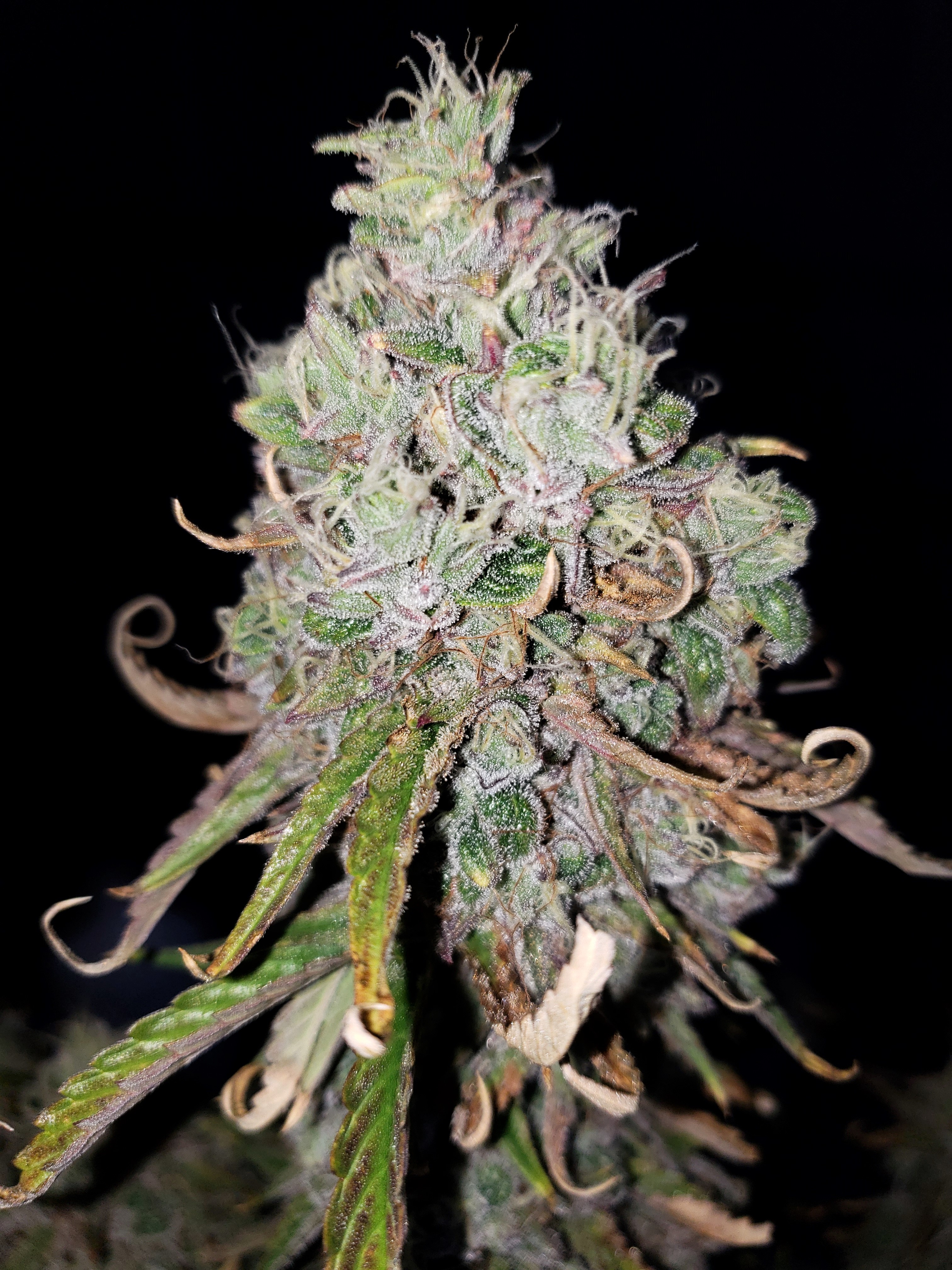 Day 77 - Grape Slurricane - Chop Day - (3).jpg