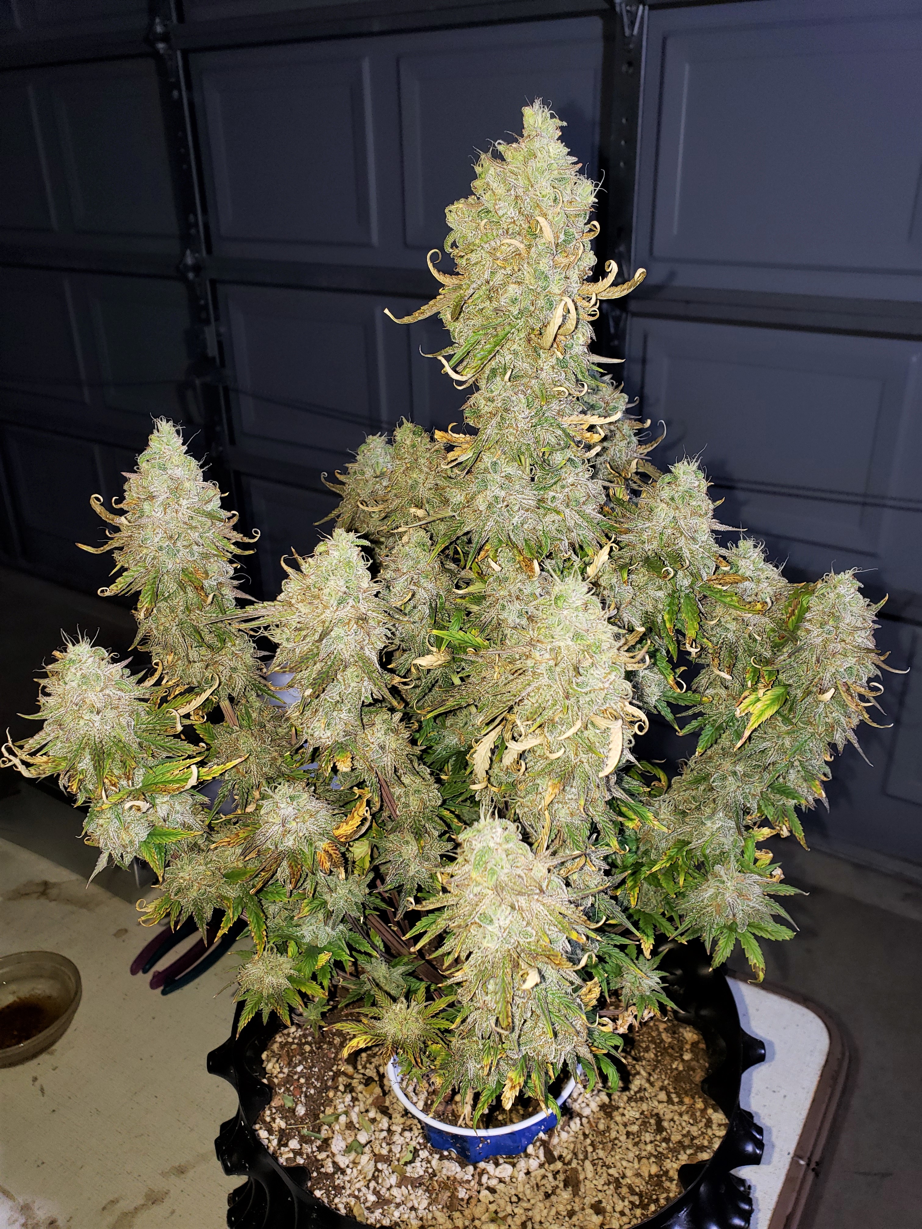 Day 77 - Grape Slurricane - Chop Day - (5).jpg