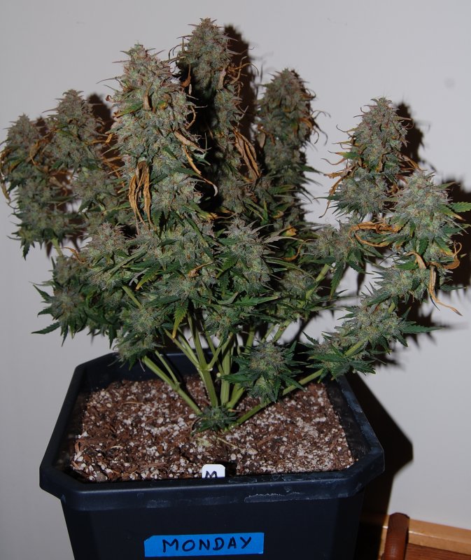 Day 77 NYC Diesel Final.jpg