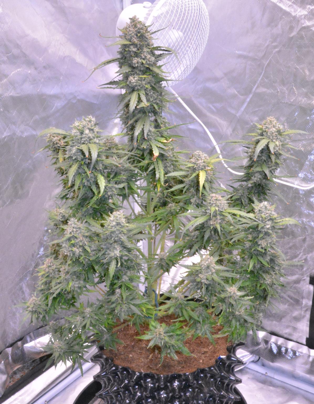 Day 77  Skywalker 1.JPG