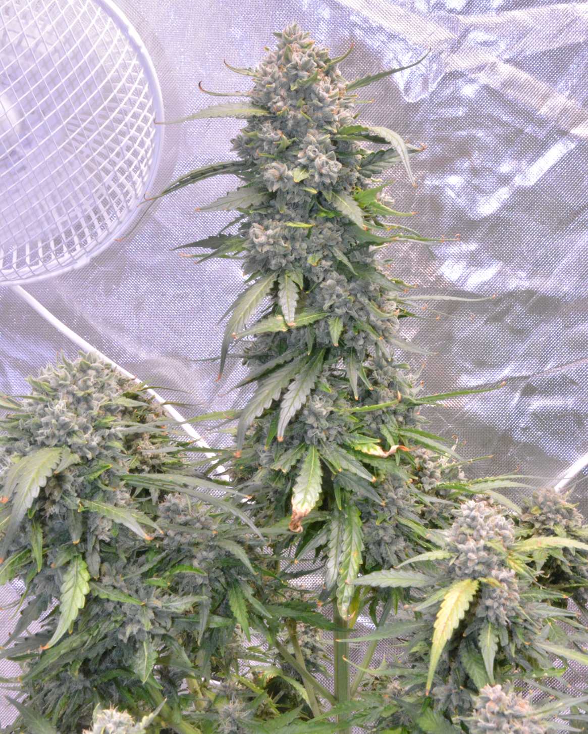 Day 77  Skywalker 2.JPG