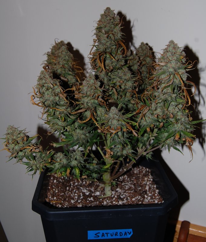 Day 77 White Widow Final.jpg