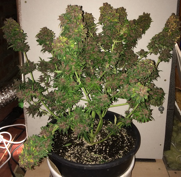 DAY 86 PLANT 1-2.jpg