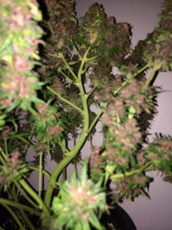 DAY 86 PLANT 1-3.jpg