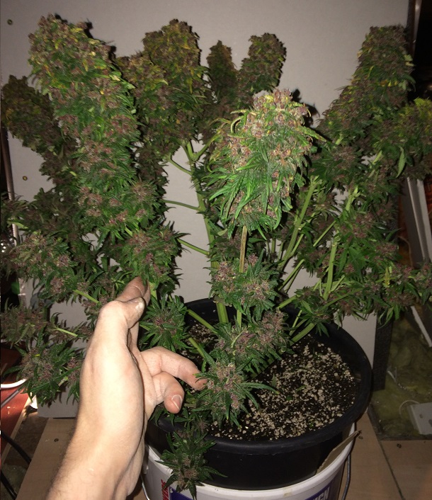 DAY 86 PLANT 1-6.jpg