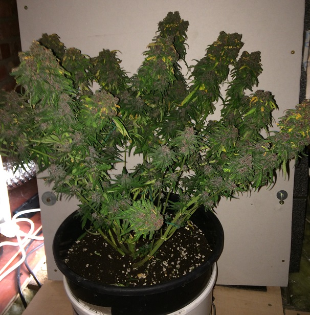 DAY 86 PLANT 2-2.jpg