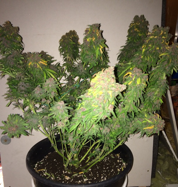 DAY 86 PLANT 2-3.jpg