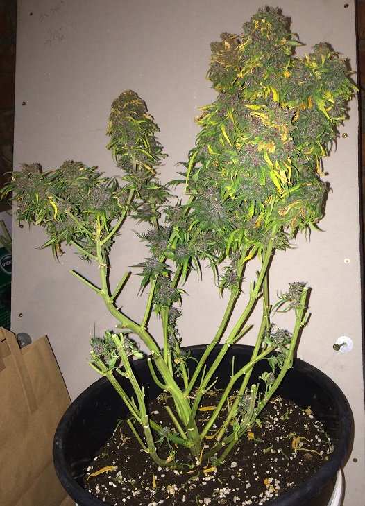 Day 89 Plant 2-2.jpg