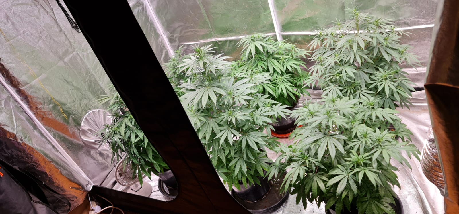 day 9 flowering (2).jpeg