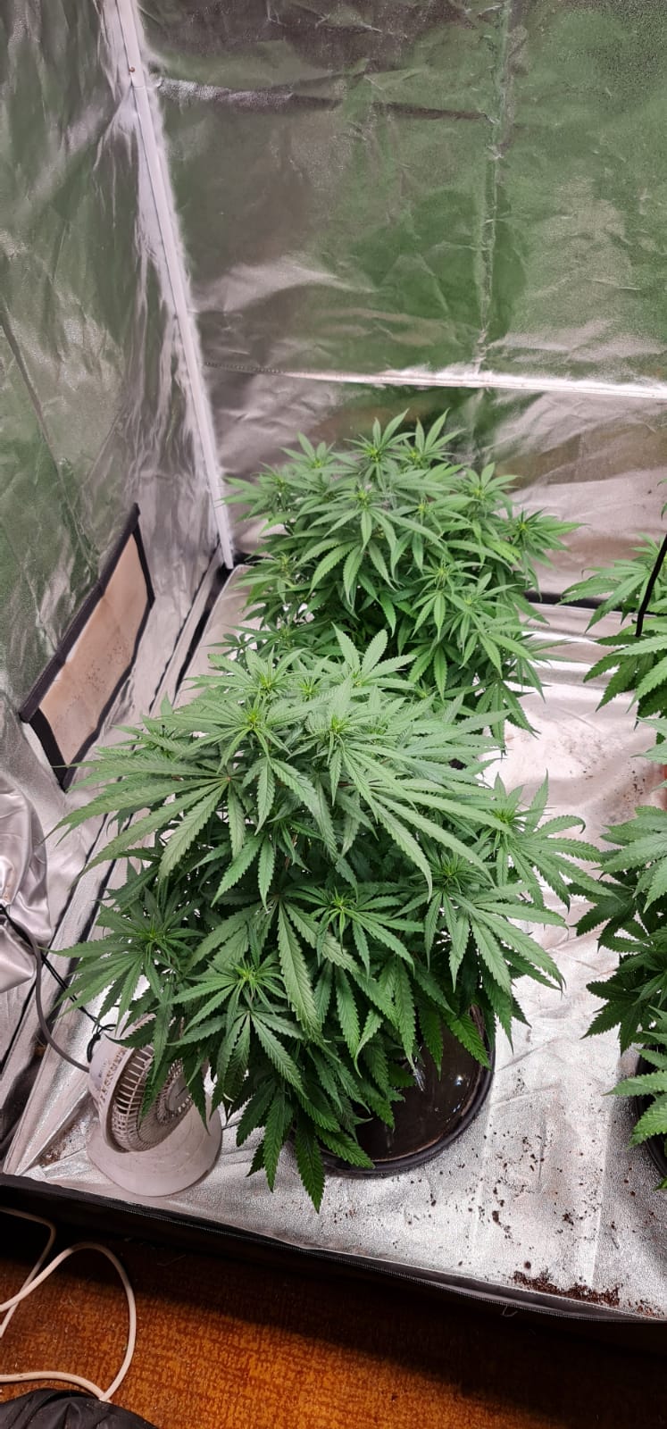 day 9 flowering (3).jpeg