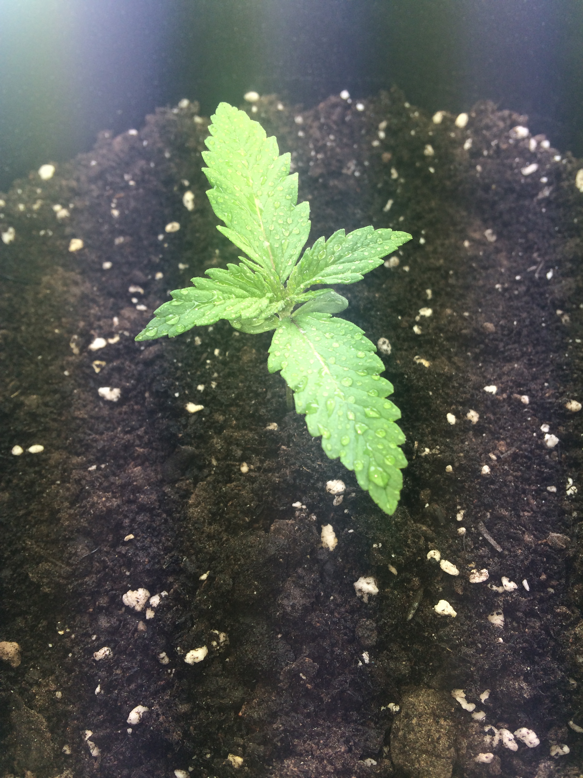 Day 9 Plant 1-1.jpg