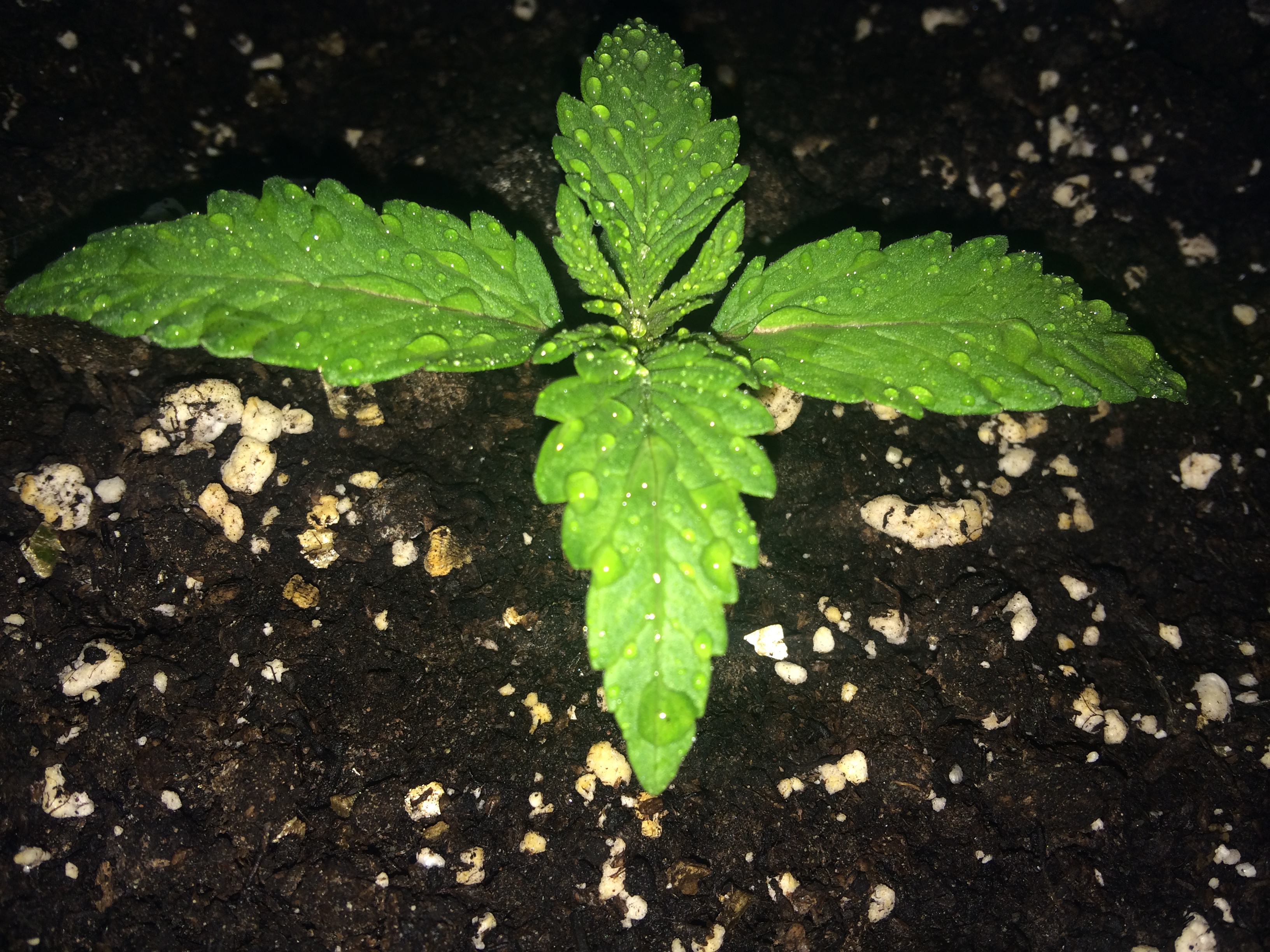 Day 9 Plant 2-1.jpg