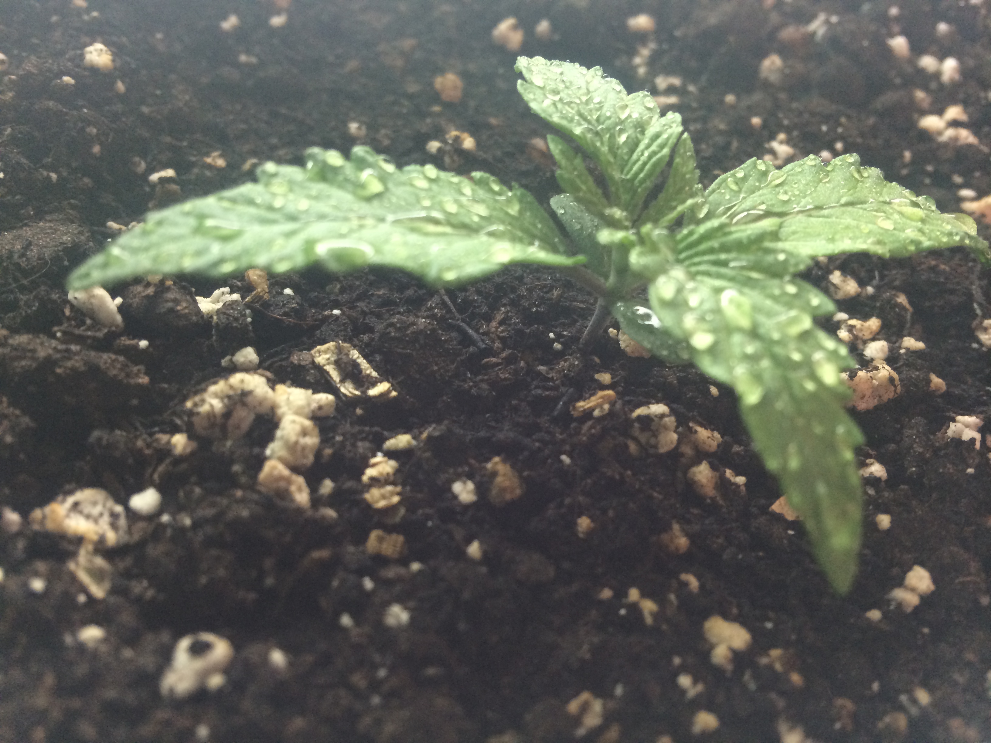 Day 9 Plant 2-2.jpg