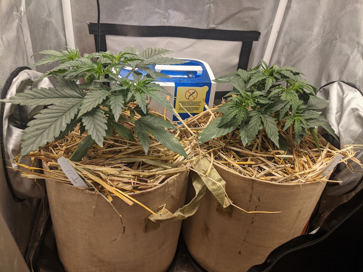 Day22-Triks-Trizzers-pre-lst.jpg