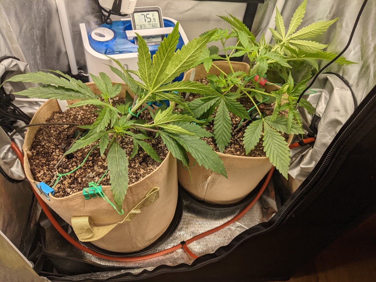 day24-tent-lst.jpg