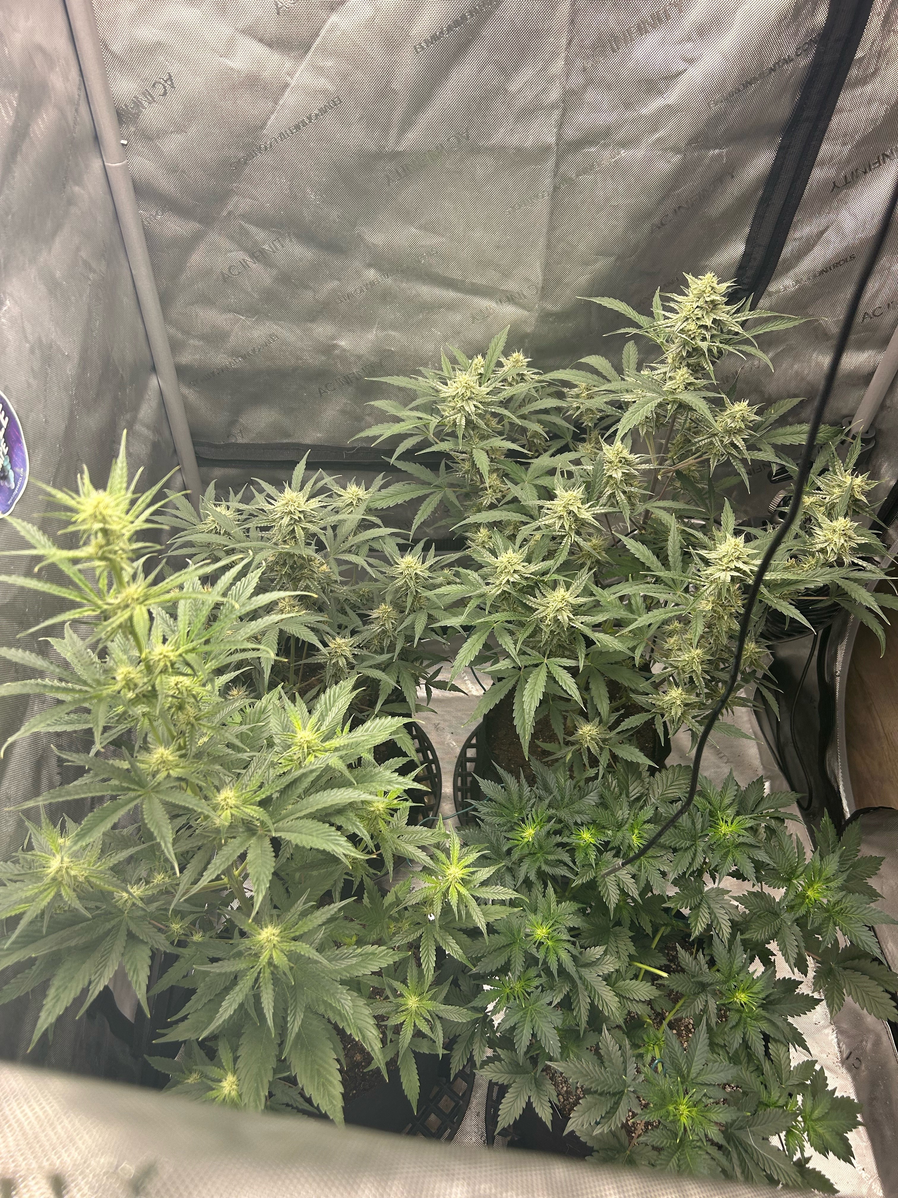 Day45Tent.jpg