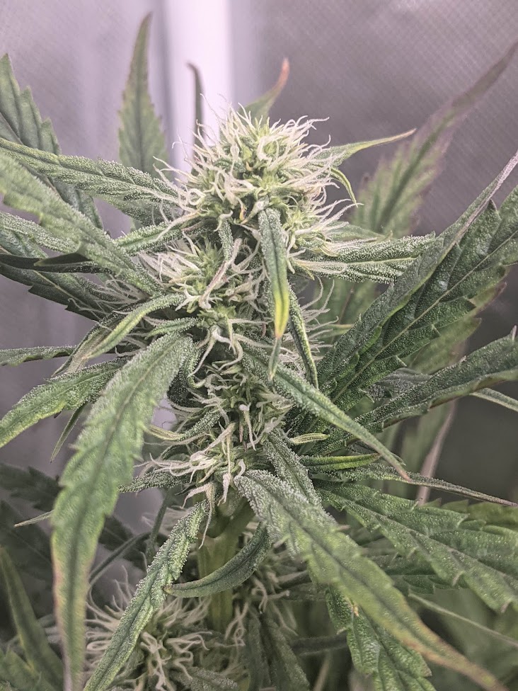 day48-tm-bud.jpg