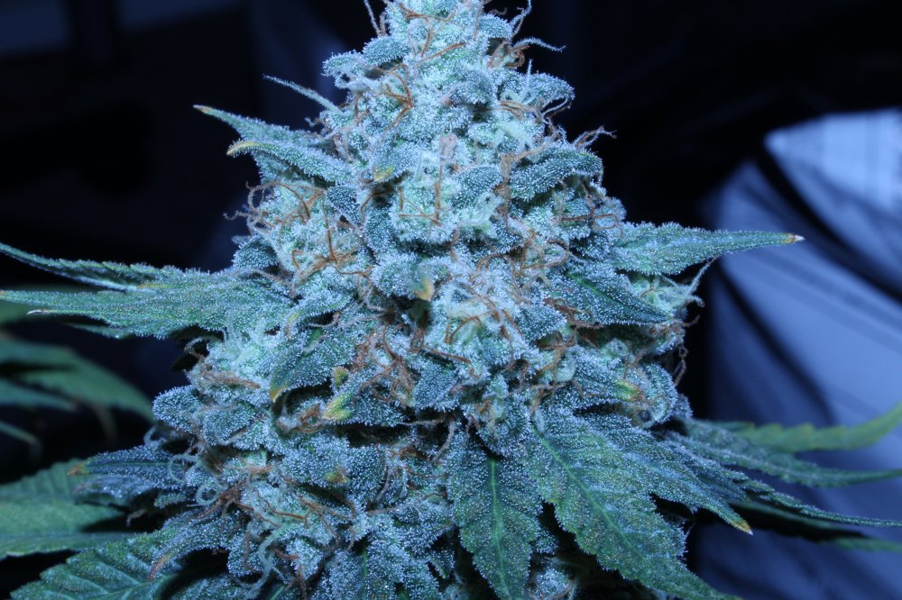 DAY60_OCT31st_SBS2-cola.JPG