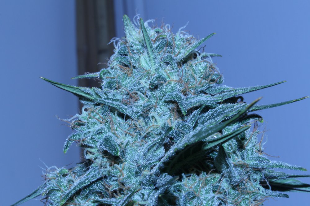 DAY62-NOV4th_GG1-maincola1.JPG