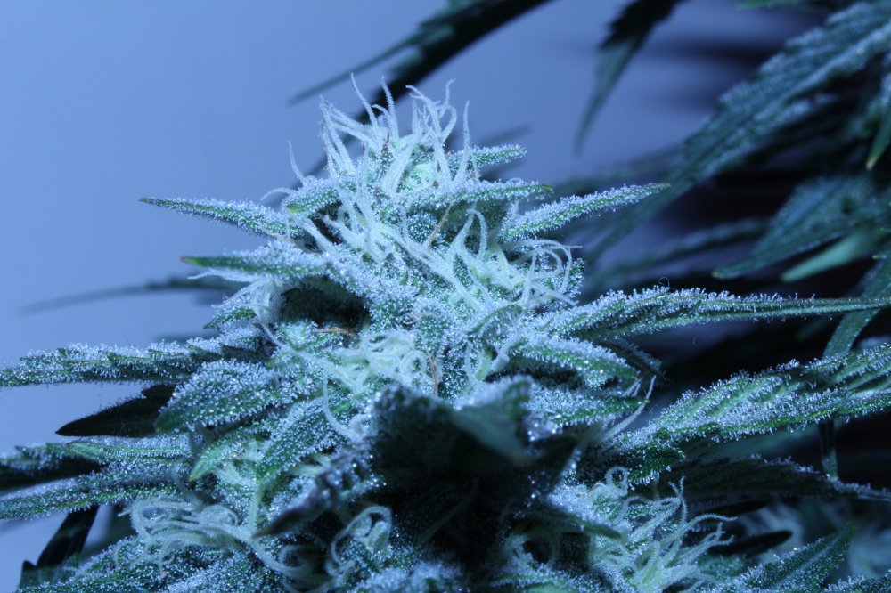 DAY62-NOV4th_GG2-cola1.JPG