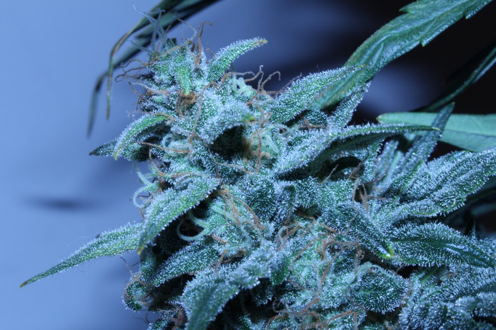 DAY66_NOV8th-GG1-cola.JPG