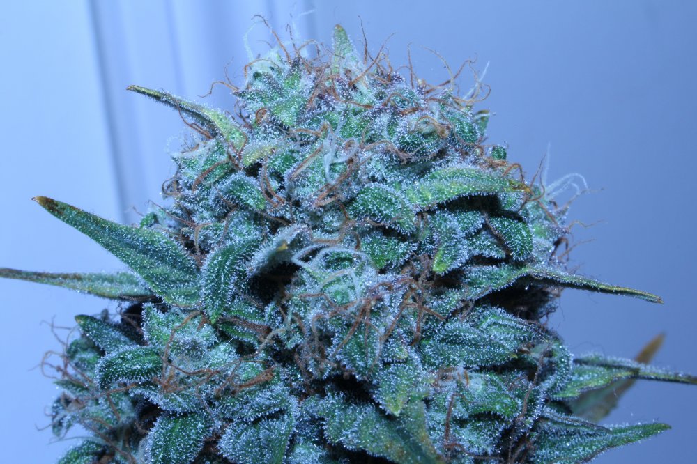 DAY66_NOV8th-GG1-headcola.JPG